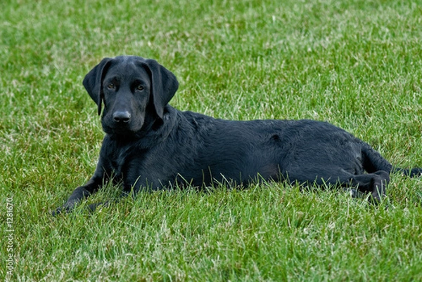 Obraz intent black labrador puppy