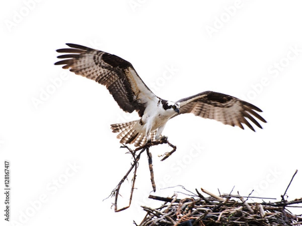 Obraz Osprey Nest Builder