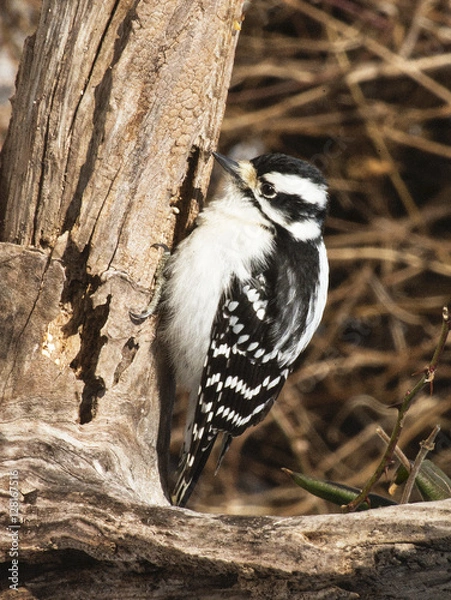 Obraz Woodpecker