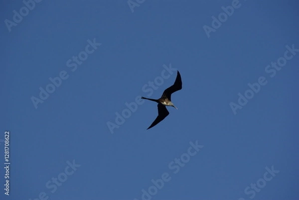 Obraz Seabird against blue sky