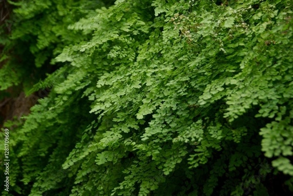 Obraz Green foliage texture
