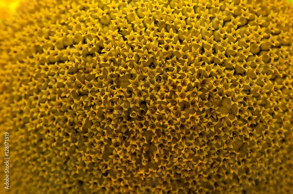 Obraz sunflower macro closeup