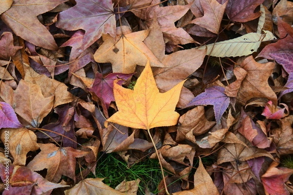 Fototapeta 落ちて地面に落ちたカエデの落ち葉