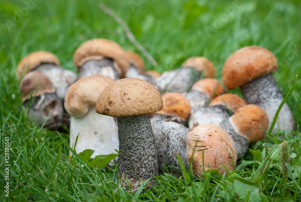 Obraz Orange-cap boletus