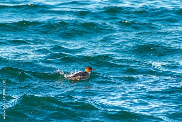 Obraz Red-breasted Merganser