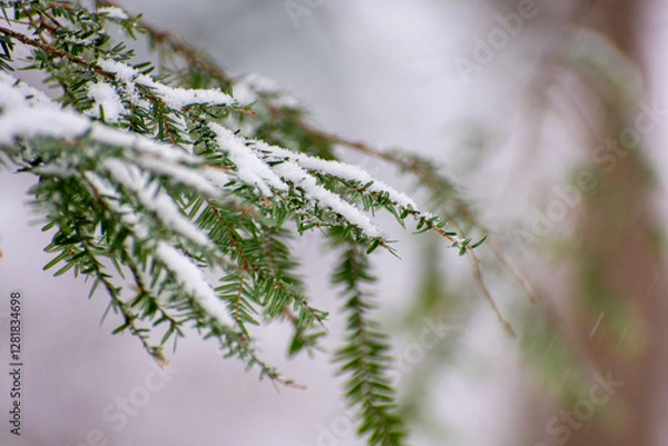 Obraz Snow on Hemlock.