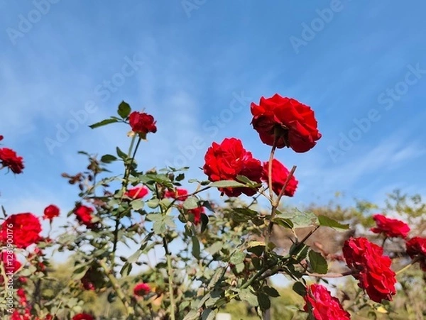 Obraz red roses against sky