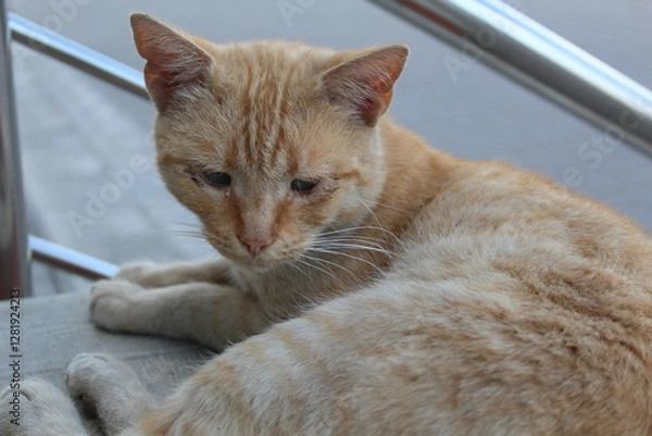 Fototapeta A stray orange cat lies on the stairs in the park. The animal has sad, sick eyes.