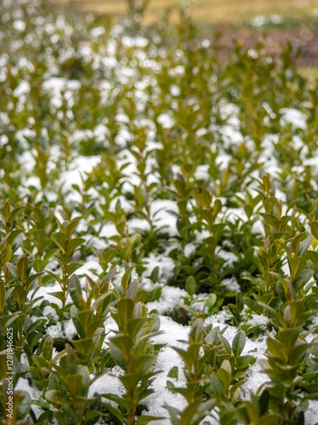 Fototapeta Bushes in the park, covered with snow. City park in winter in the south. Bushes with small leaves in the snow.
