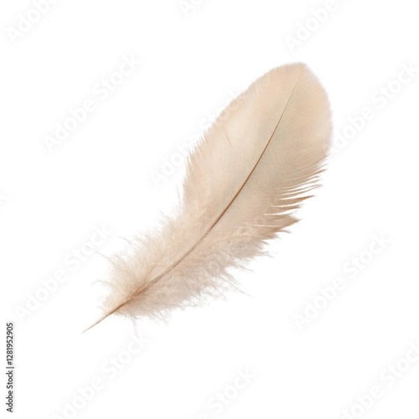 Obraz A single, delicate, light feather, isolated on a transparent background, showing its fine details and complex structure, png