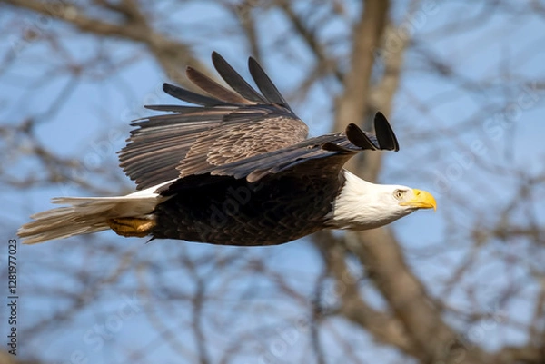 Fototapeta Close Up of a Bald Eagle in Flight