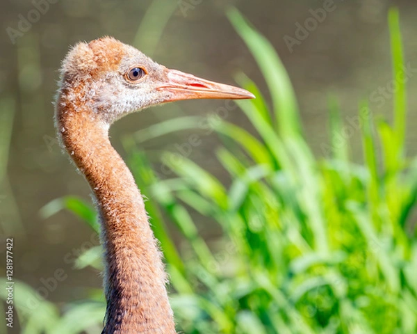 Obraz Close Up of a Young Sandhill Crane in a Grassy Wetland