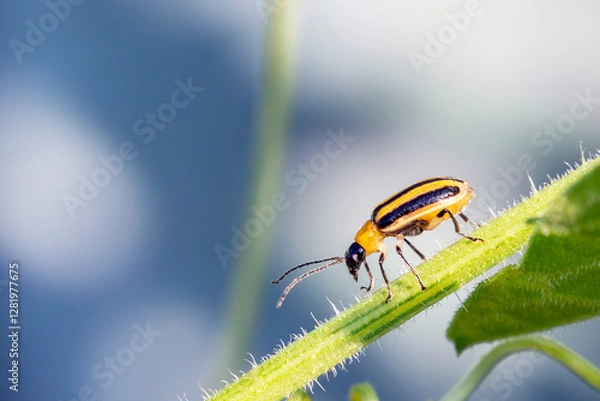 Obraz Close Up of a Striped Cucumber Beetle on a Plant