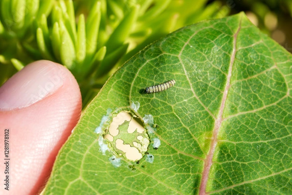 Obraz A Tiny Monarch Butterfly Caterpillar on a Common Milkweed Leaf