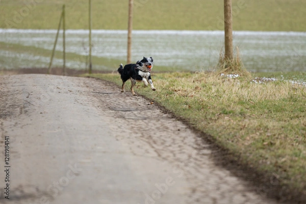 Fototapeta Boder Collie spielt mit einem orangen Ball im Winter 