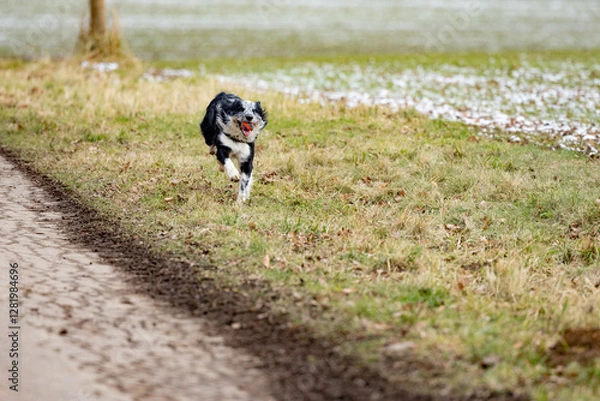 Fototapeta Boder Collie spielt mit einem orangen Ball im Winter 