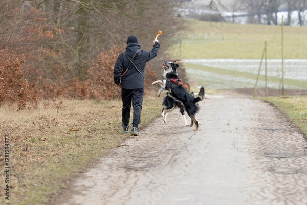Fototapeta Mann spielt mit zwei Hunden, Border Collie mit rot schwarzem Geschirr spielen mit einem orangen Ball und einem Ballwerfer auf einer Straße am Wald im Winter an einem kalten Tag 