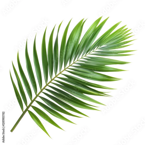 Fototapeta Lush green palm leaf isolated on a bright transparent background showcasing its detailed structure and vibrant color, palm leaf isolated transparent background