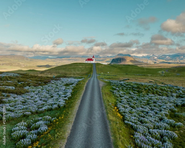 Fototapeta Aerial view of Ingjaldshólskirkja church on a hill, surrounded by lupine fields in Snæfellsnes Peninsula, West Iceland.