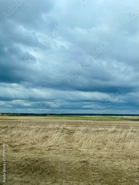 Obraz wheat field and blue sky
