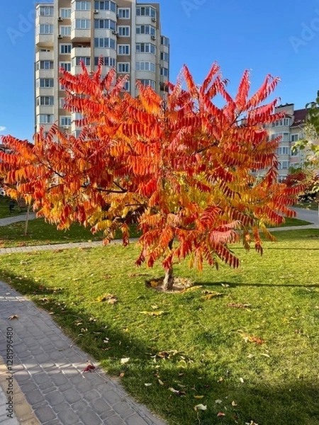 Obraz autumn in the park