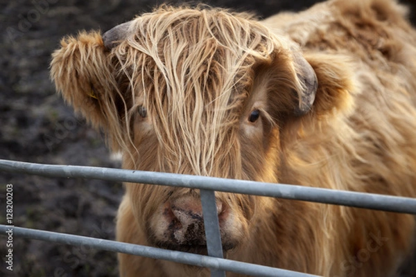 Obraz Young Highland Cattle