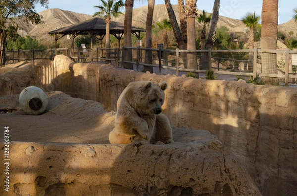 Fototapeta bear in the zoo