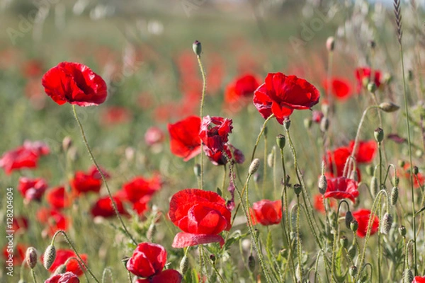 Fototapeta Poppy