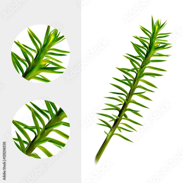 Obraz Huperzine plant on white background. Chien Tseng Ta, Jin Bu Buan, Qian Ceng Ta, She Zu Cao, Shi Song. Medicinal plant. Realistic vector illustration. Eps10.