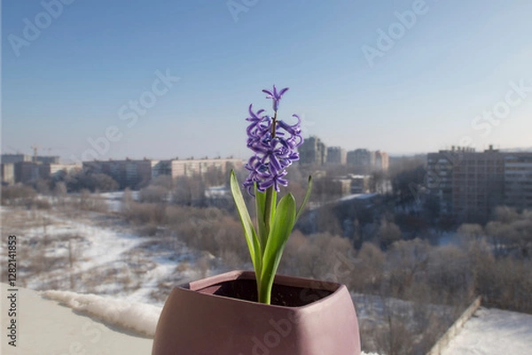 Obraz first blue hyacinth pot flower waiting for spring