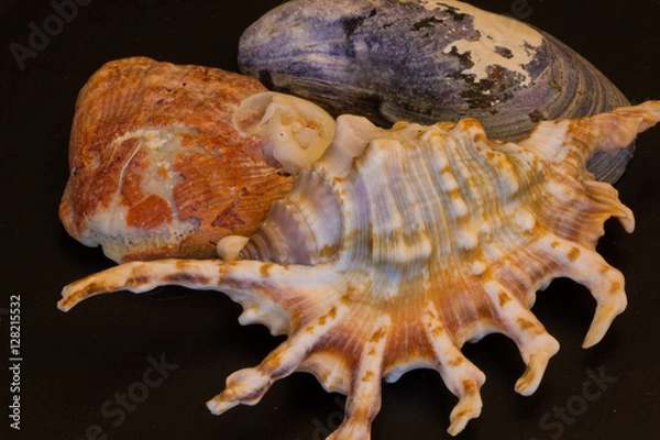 Obraz more sea shells