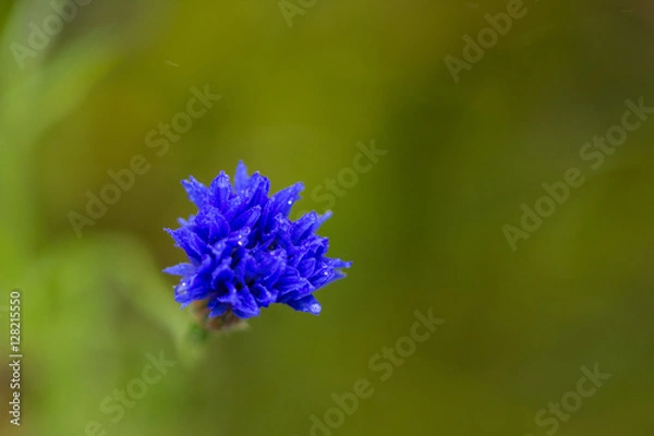 Obraz blue flower