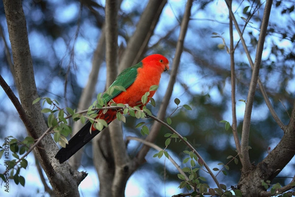 Fototapeta king parrot