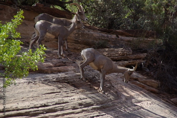 Obraz Mountain goats on rock