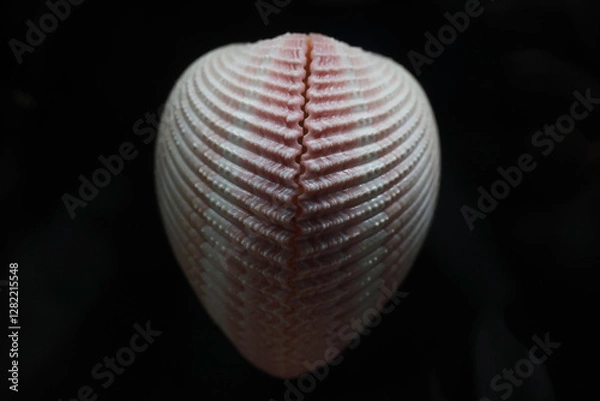 Fototapeta seashell on black background