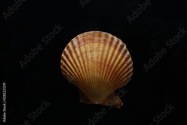 Fototapeta seashell on black background