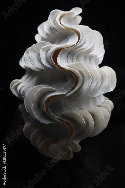 Fototapeta White seashell
