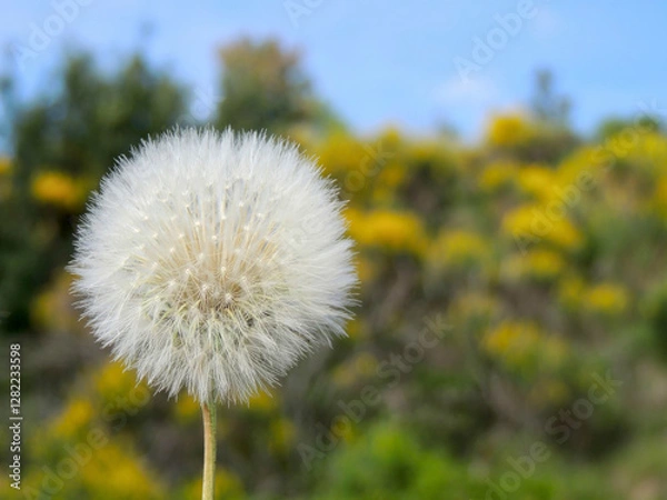 Fototapeta dandelion on a spring day