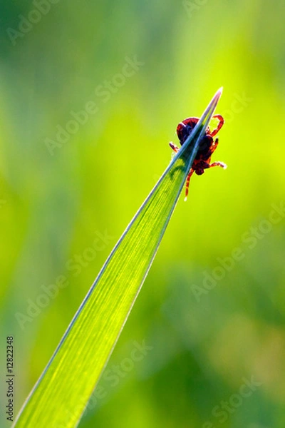 Obraz tyka na trawie