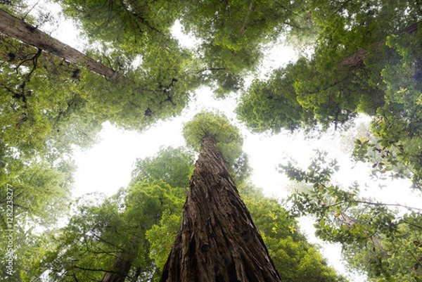 Fototapeta Looking up into the sky in the redwood national park 
