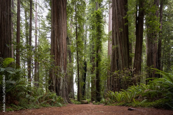 Fototapeta A trail in the redwoods national park in northern california 