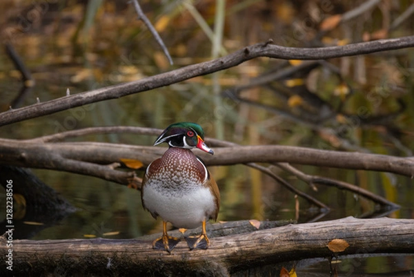 Fototapeta Wood Duck sitting on a log in the fall
