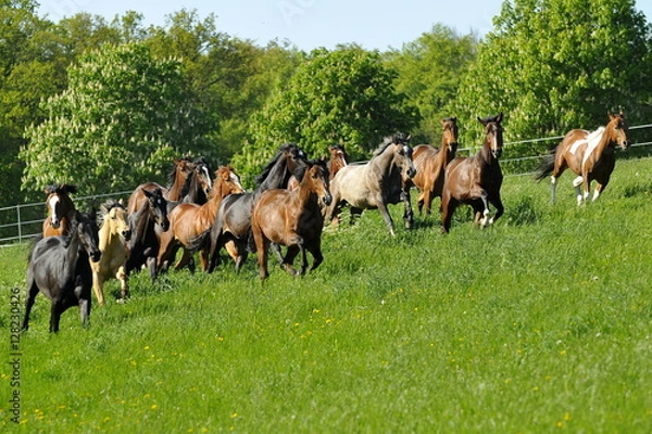 Obraz Jungpferdeherde