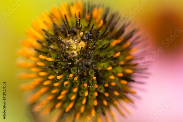 Obraz dew on a pointy seed