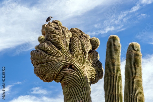 Fototapeta Crested Saguaro Cactus with Small Bird