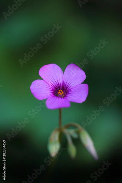 Obraz 緑の中のピンクのイモカタバミ