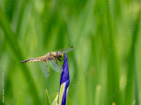 Fototapeta あやめで休むトンボ