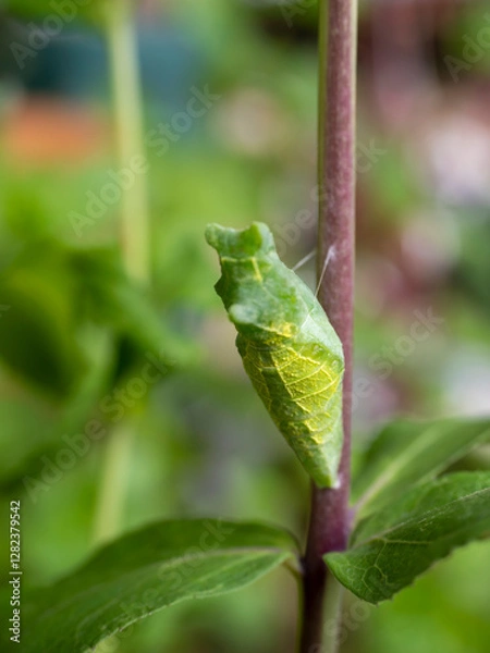 Fototapeta アゲハチョウの蛹