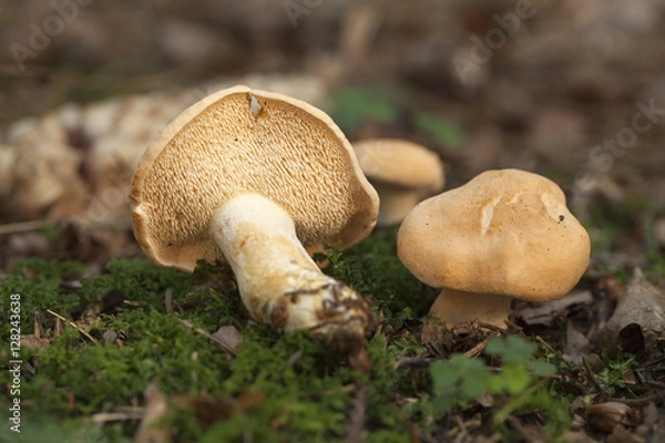 Obraz Żądanie Hydnum