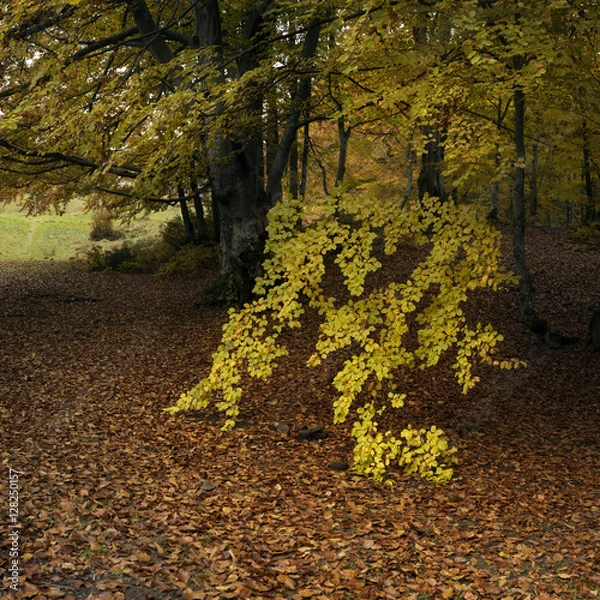 Fototapeta Autumn Forest
